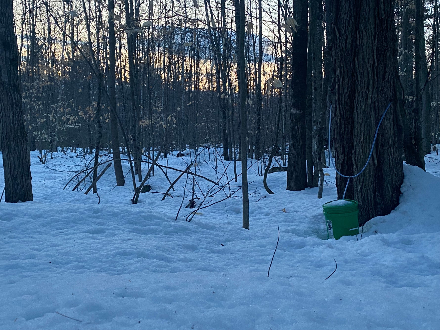 Big Lake Maple Artisan Maple Syrup From New Hampshire Big Lake Maple LLC